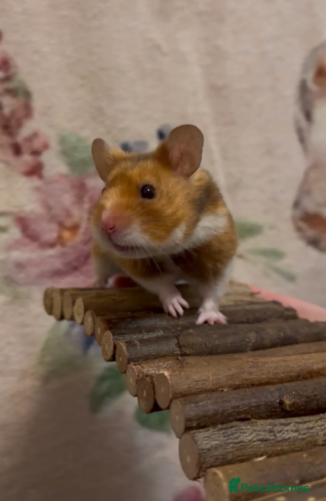Hamster rodents for sale: Male Syrian Hamster - Advert 4