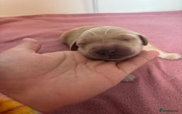 Golden Retriever dogs for sale: KC Registered Golden Retriever Puppies FOR SALE 🐾 - Image 8