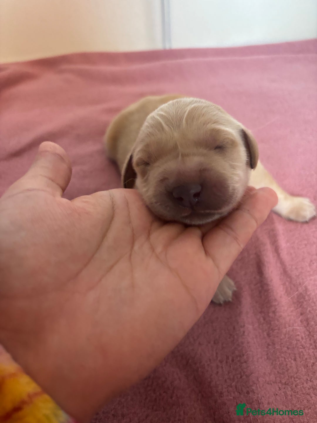 Golden Retriever dogs for sale: KC Registered Golden Retriever Puppies FOR SALE 🐾 - Image 8