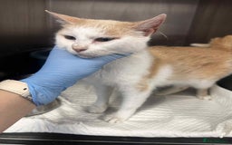 Mixed Breed cats for adoption: 💍Pearl💍is looking for her forever home!  - Image 8