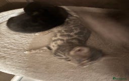 Bengal cats for sale: STUNNING BENGAL KITTENS  - Image 6