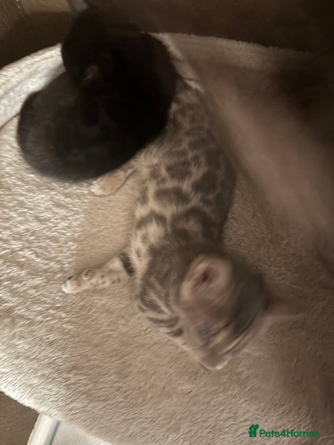 Bengal cats for sale: STUNNING BENGAL KITTENS  - Image 6
