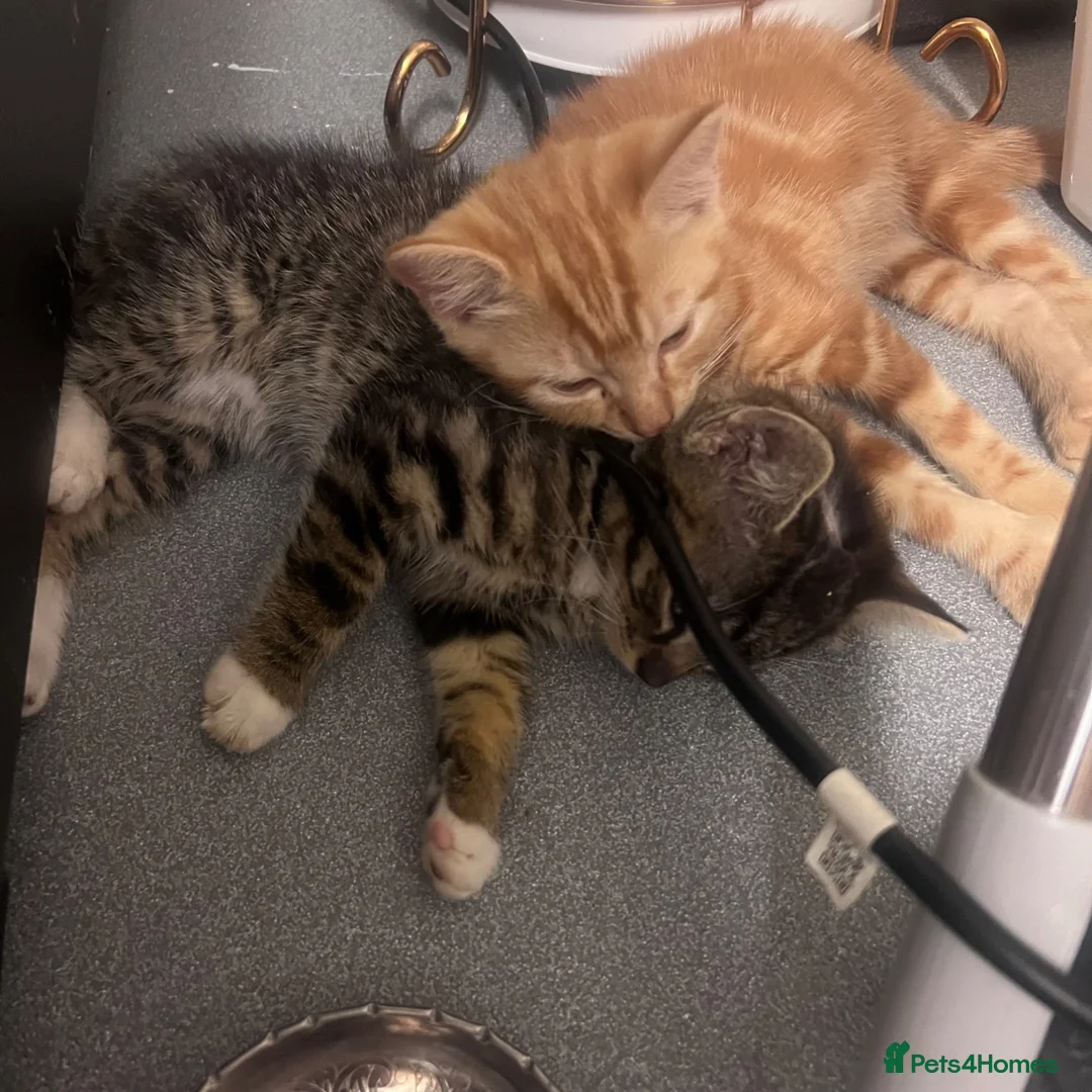 Domestic Shorthair cats for sale: Little kitties for Sale  - Advert 2