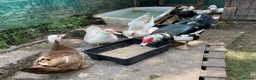 Ducks poultry for sale: Muscovy Duck hatching eggs in Nottingham - Advert 3
