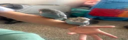 Budgerigars birds for sale: Hand Tame Baby Budgies - Advert 2