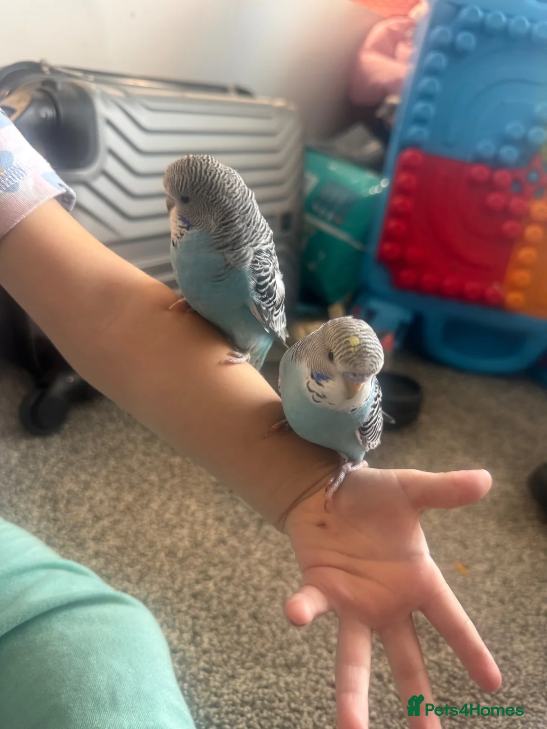 Budgerigars birds for sale: Hand Tame Baby Budgies - Advert 2