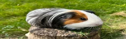 Guinea Pig rodents for sale: 2 Beautiful Male Guinea pigs for sale  - Advert 7