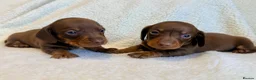 Miniature Dachshund dogs for sale: True miniature dachshunds - Advert 20