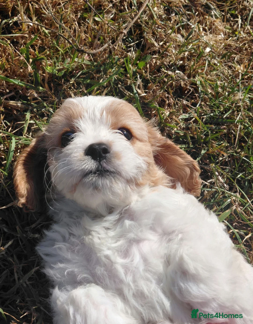 Jackapoo dogs for sale: Fluffy Jackapoo × Cavalier King Charles Puppies in Chichester - Advert 17