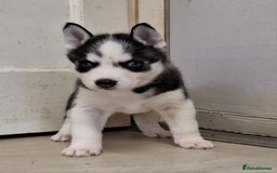 Siberian Husky dogs for sale: Siberian Husky X Pups - Image 10