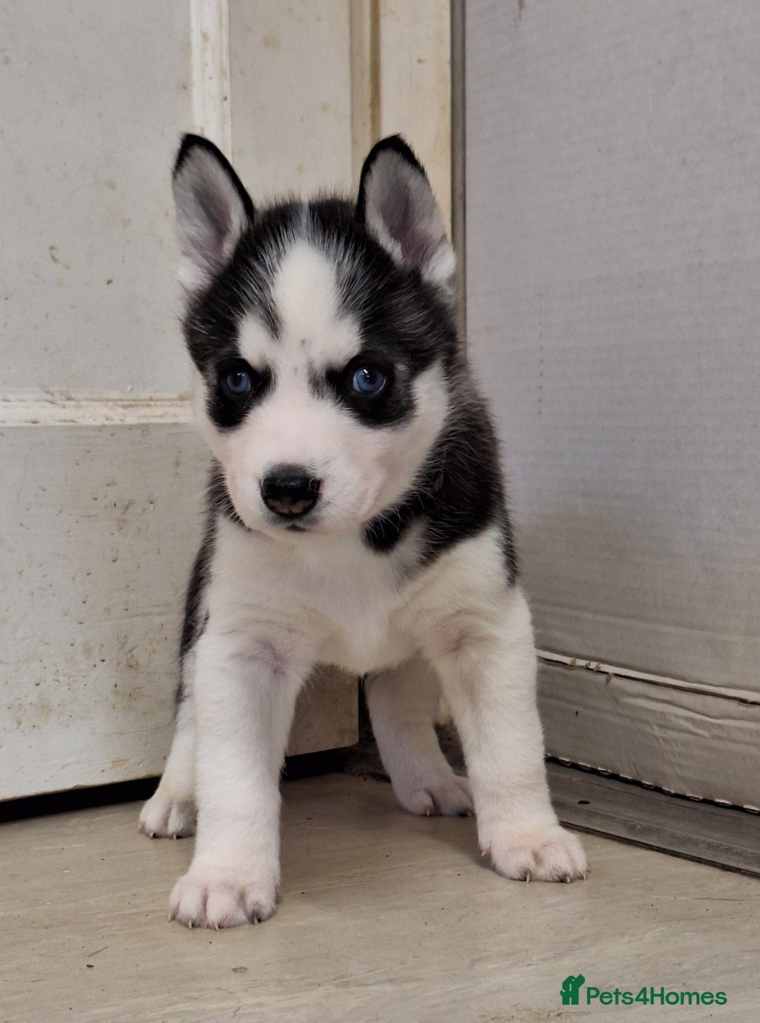 Siberian Husky dogs for sale: Siberian Husky X Pups - Image 10