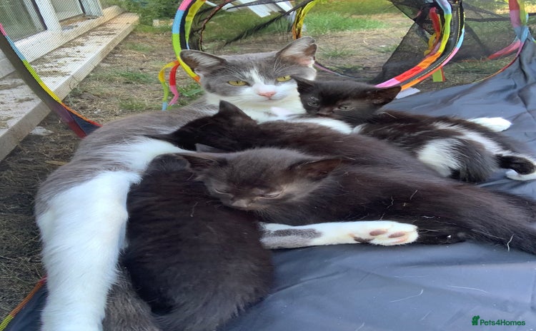 Mixed Breed cats - Advert 10