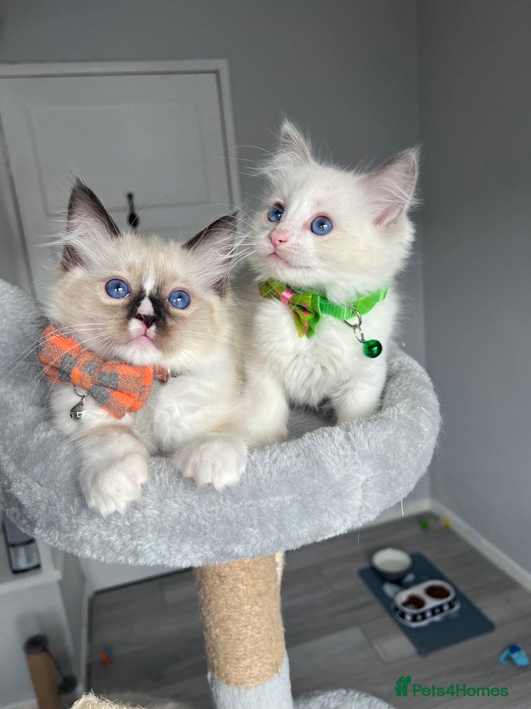 Ragdoll cats for sale: REGISTERED Ragdoll kittens HCM/PKD clear - Image 7