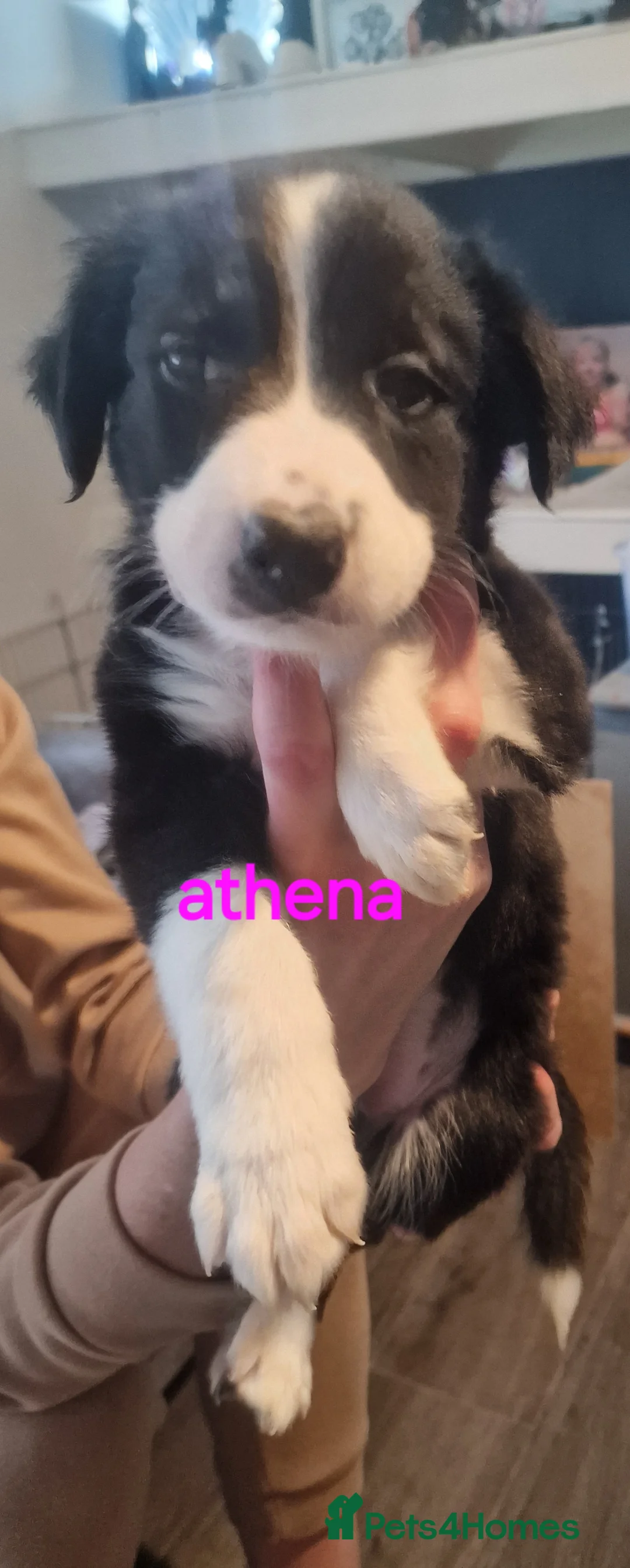 Border Collie dogs for sale: Border collie pups for sal3 - Advert 6