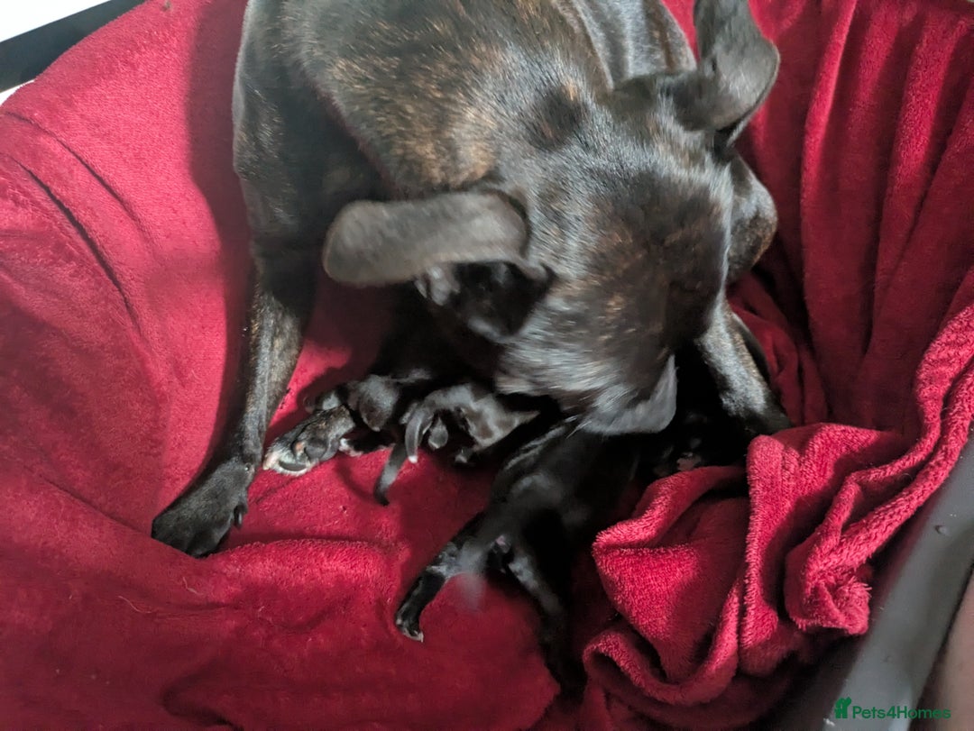 Mixed Breed dogs for sale: Beautiful splaffie pups - Image 8