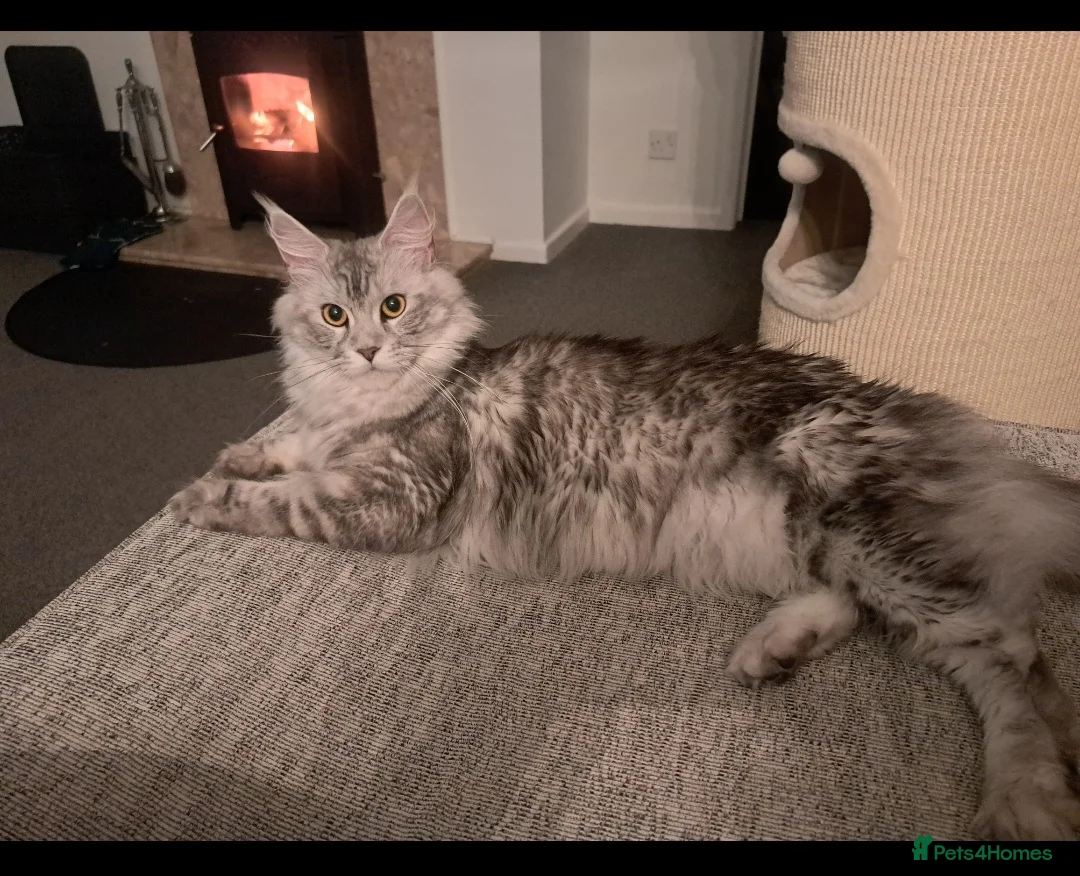 Maine Coon cats for sale: Maine Coon Kittens in Gainsborough - Advert 2