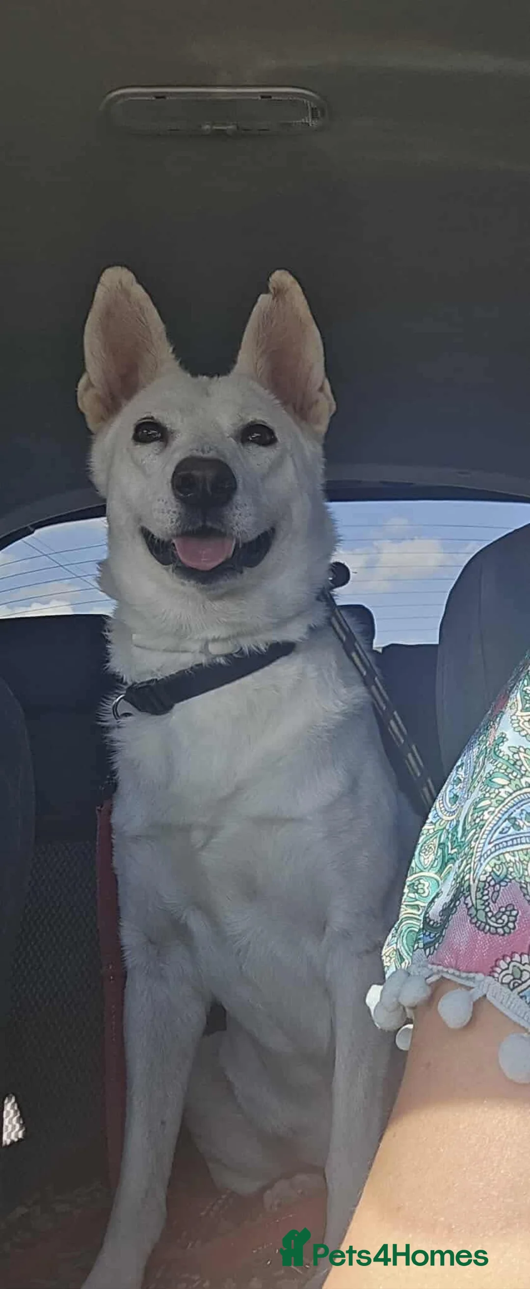 Mixed Breed dogs for adoption: Asha needs a loving home  - Advert 4