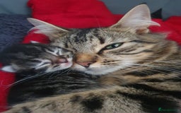 British Shorthair cats for sale: 3 Adorable Kittens for Sale, 2 Boys and 1 Girl - Image 4