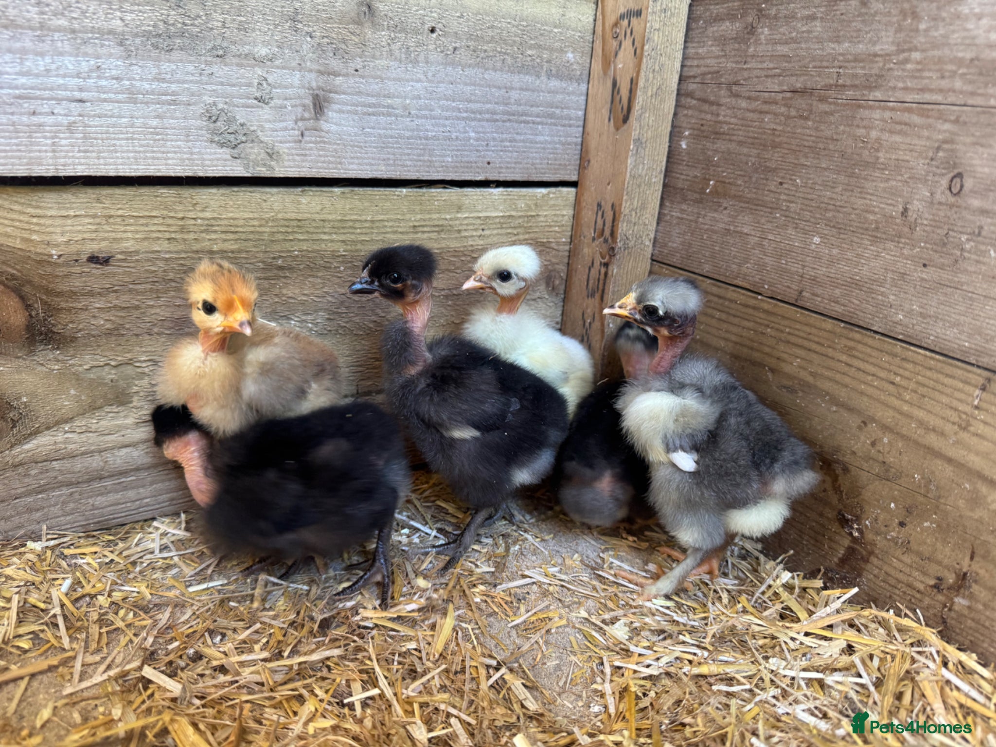 Chickens poultry 1 week old naked neck chick  - Advert 6