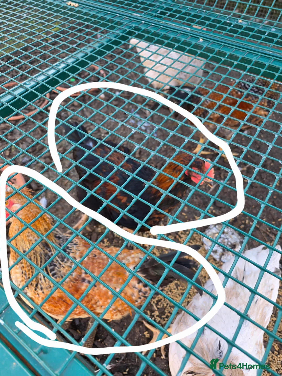 Chickens poultry for sale: 4 cockrals  in Ossett - Advert 6