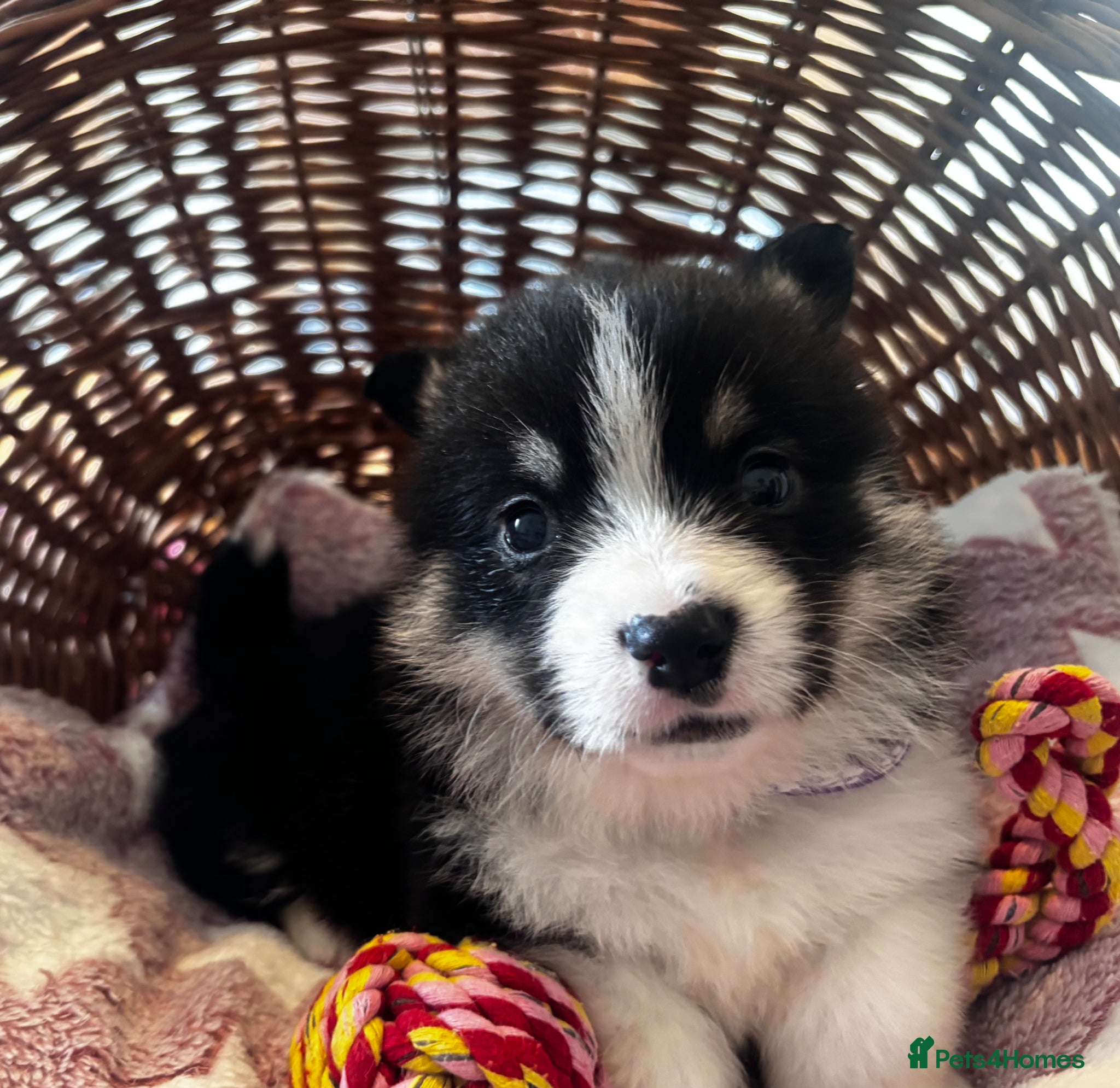 Welsh Corgi Pembroke dogs for sale: Stunning champion breed Tri Corgi Puppies  - Advert 21