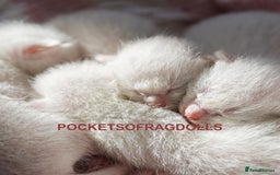 Ragdoll cats for sale: 🌸 Ragdoll Kittens | Home-Bred with Love 🌸 - Image 5