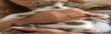 Berty 
