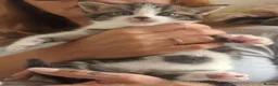 European cats for sale: 2 Beautiful Boy Tabby's  - Advert 2