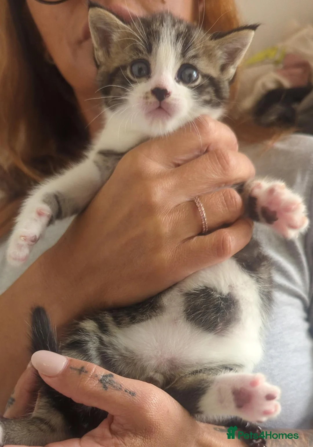 European cats for sale: 2 Beautiful Boy Tabby's  - Advert 2