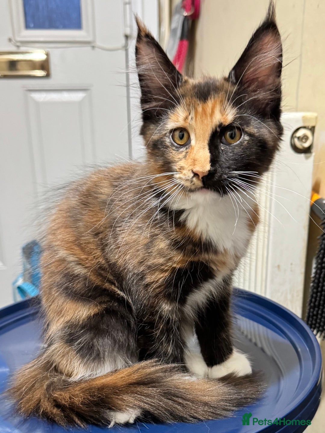 Maine Coon cats for sale: READY NOW! PEDIGREE MAINE COON GIRL  - Advert 1