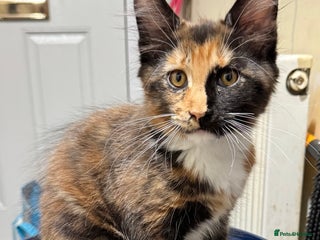 Maine Coon cats READY NOW! PEDIGREE MAINE COON GIRL - Advert 2