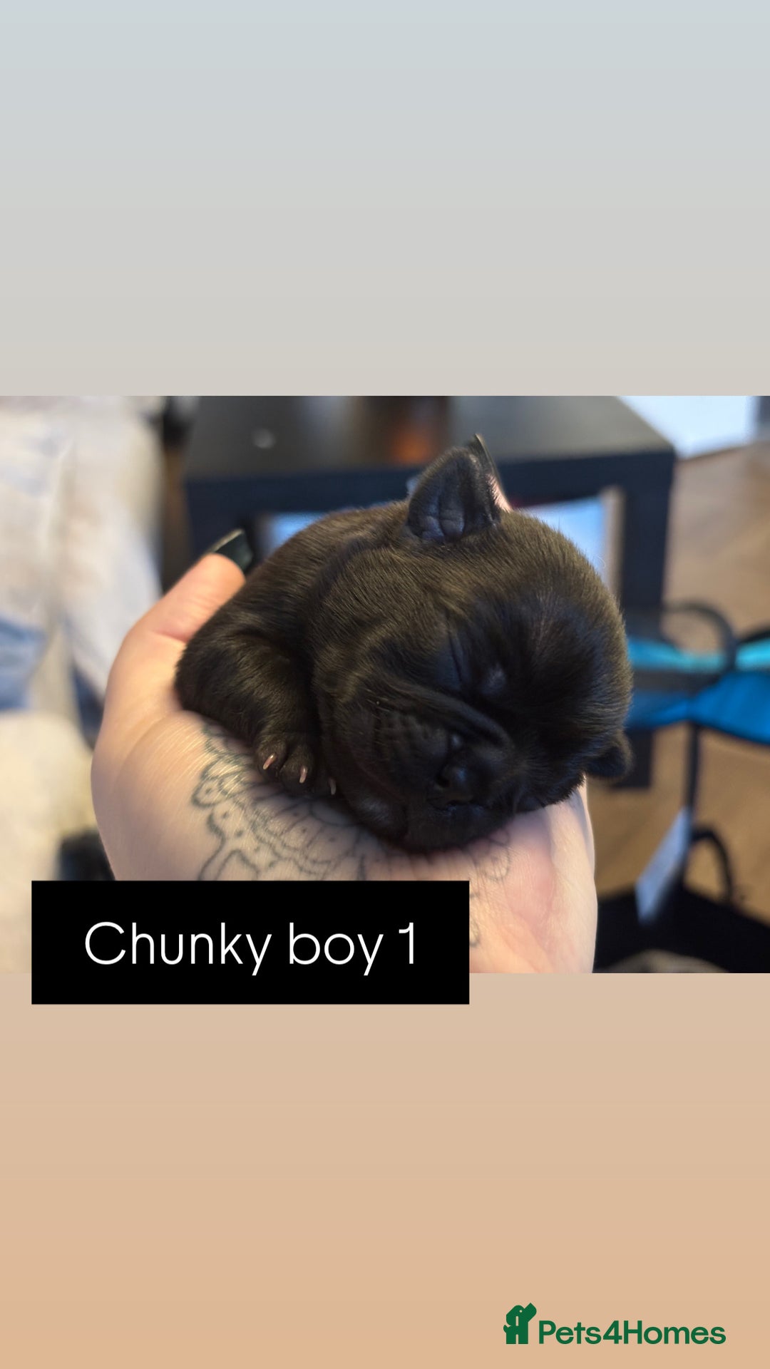 Mixed Breed dogs for sale: Puppies for sale - Advert 2