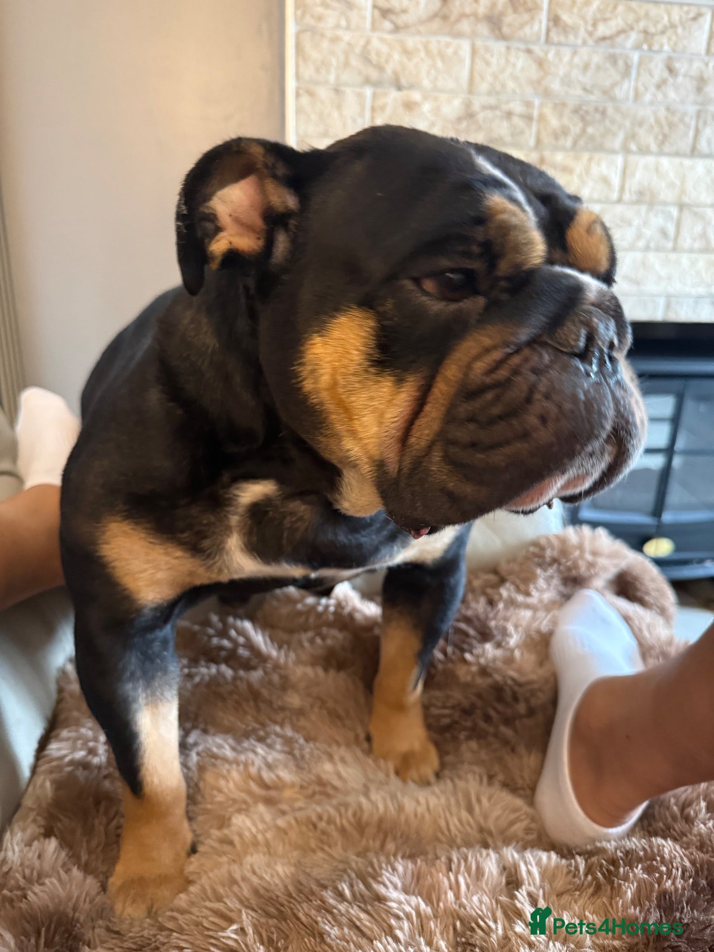 English Bulldog dogs English bulldog puppies  - Advert 6