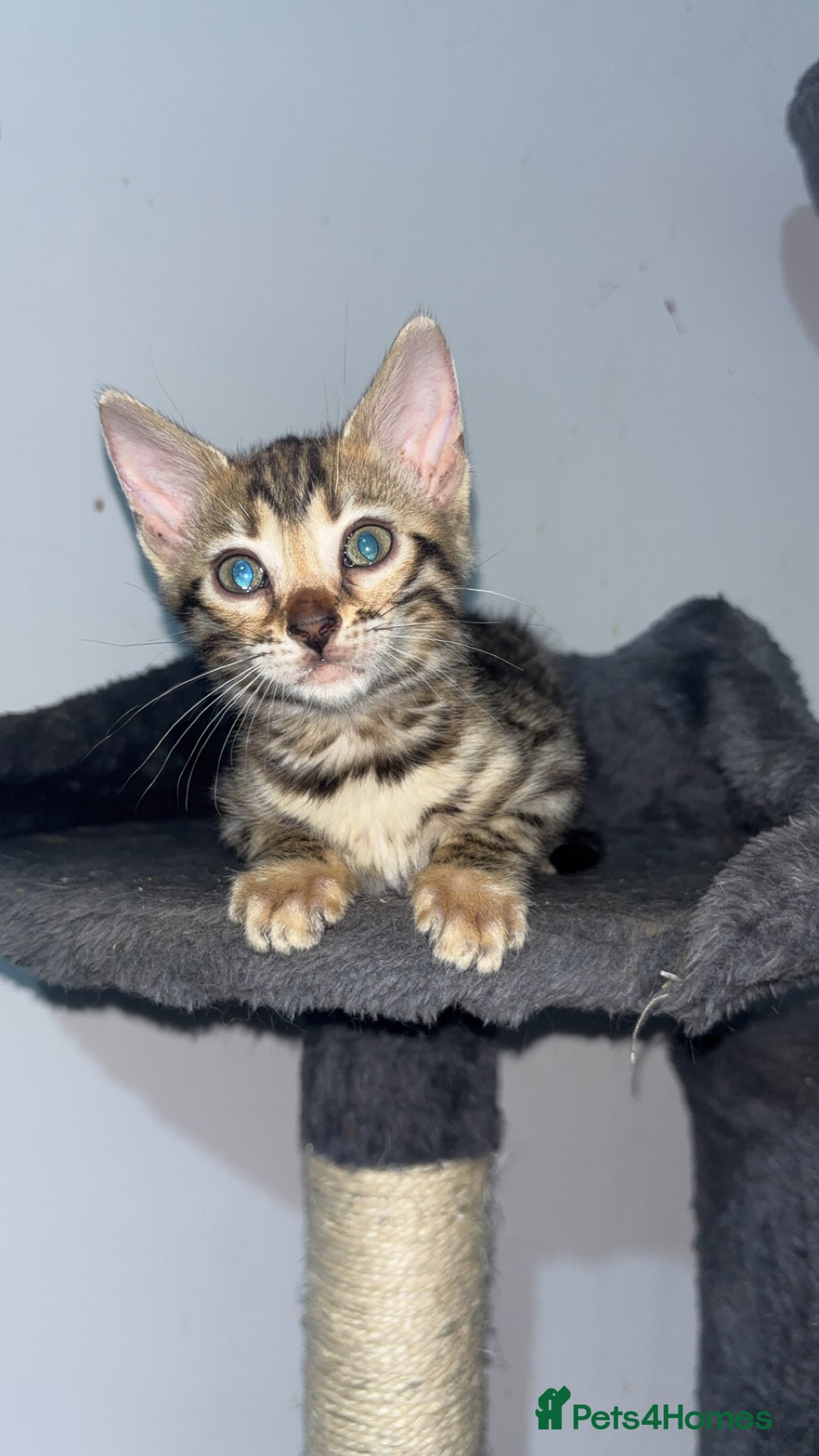 Bengal cats for sale: Outstanding Bengal kittens Snow lynx point  - Advert 2