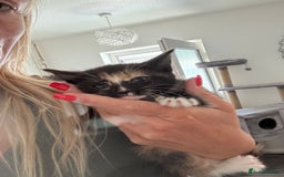 Mixed Breed cats for sale: Kittens ready now  - Image 7