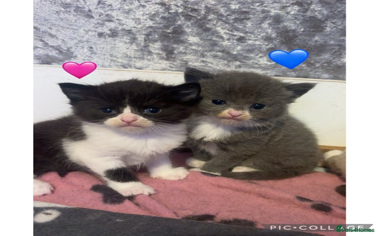 Mixed Breed cats - Advert 4