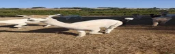 Alpaca livestock for sale: BAS registered breeding female Alpacas  - Advert 5