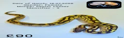 Python Snake reptiles for sale: Ball pythons for sale  - Advert 7