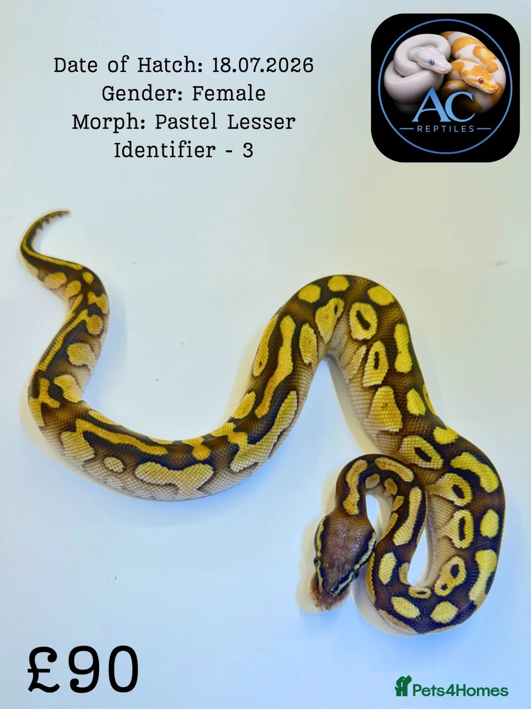 Python Snake reptiles for sale: Ball pythons for sale  - Advert 7