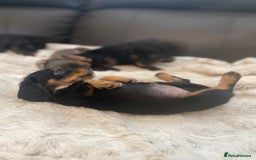 Miniature Dachshund dogs for sale: Longhaired miniature dachshund  - Image 6