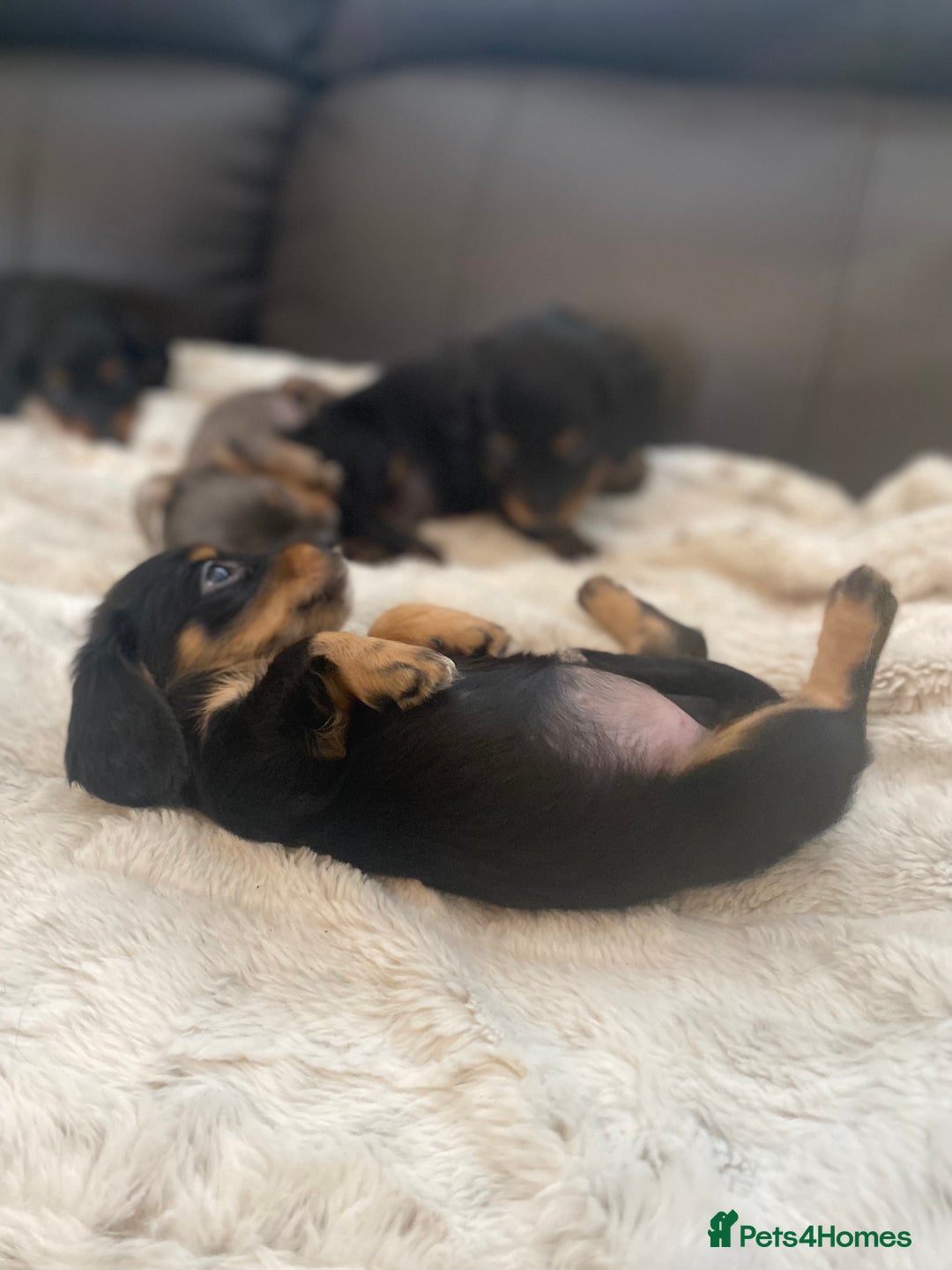 Miniature Dachshund dogs for sale: Longhaired miniature dachshund  - Image 6