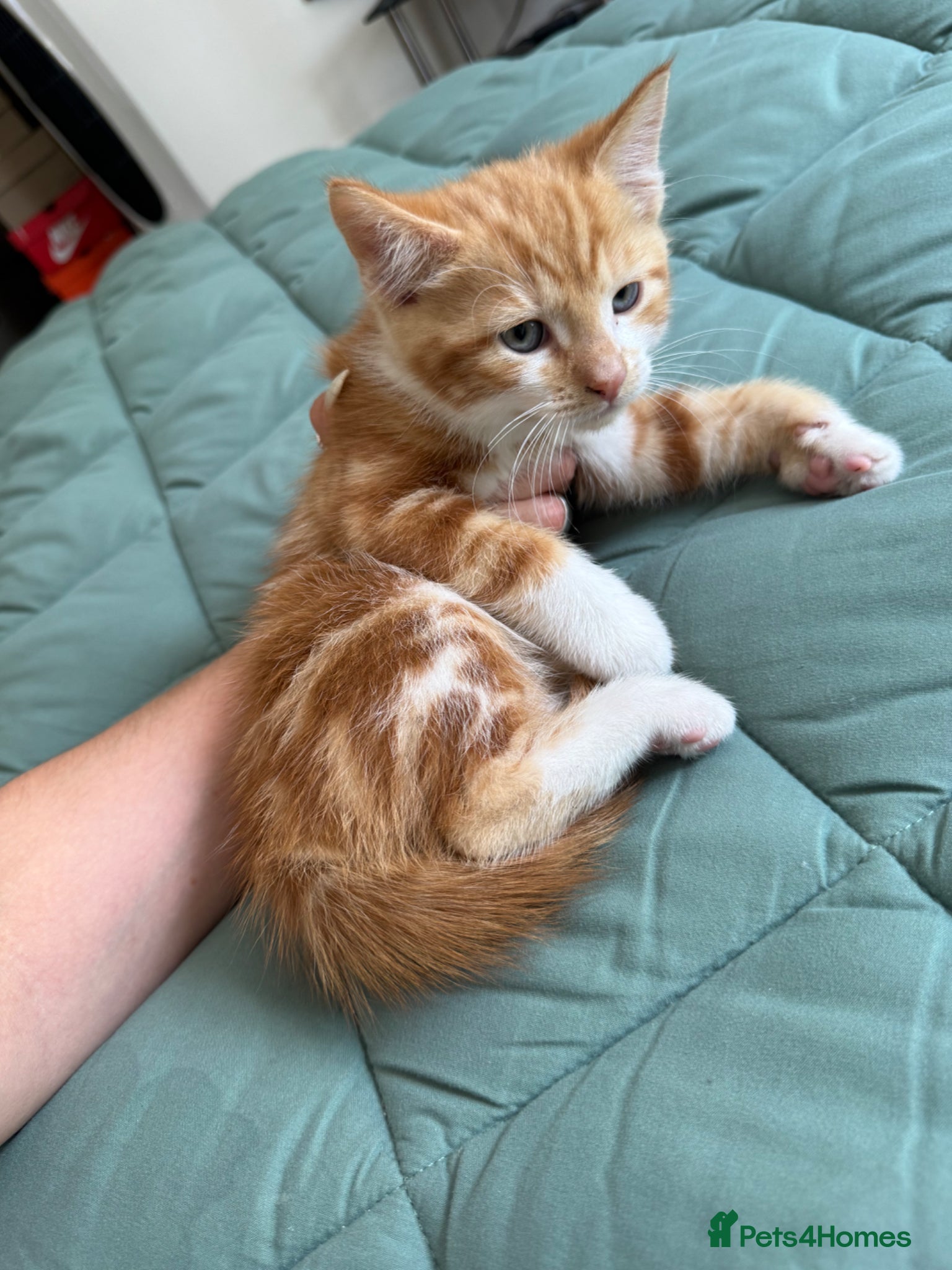 Mixed Breed cats for sale: Kittens for sale READY NOW in Brandon - Advert 15