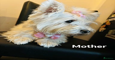 West Highland Terrier dogs - Advert 2