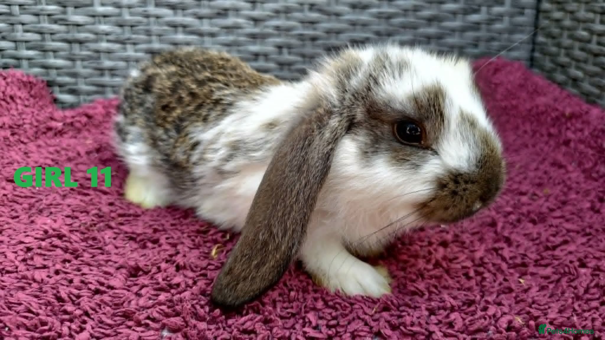 Mini Lop rabbits Cute French x Mini Lop Ready to Go!!! - Advert 2