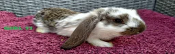 Mini Lop rabbits for sale: Cute French x Mini Lop Ready to Go!!! - Advert 5