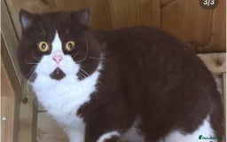 British Shorthair cats for sale: Fawn and white beautiful boy Tica ready Sep - Image 6
