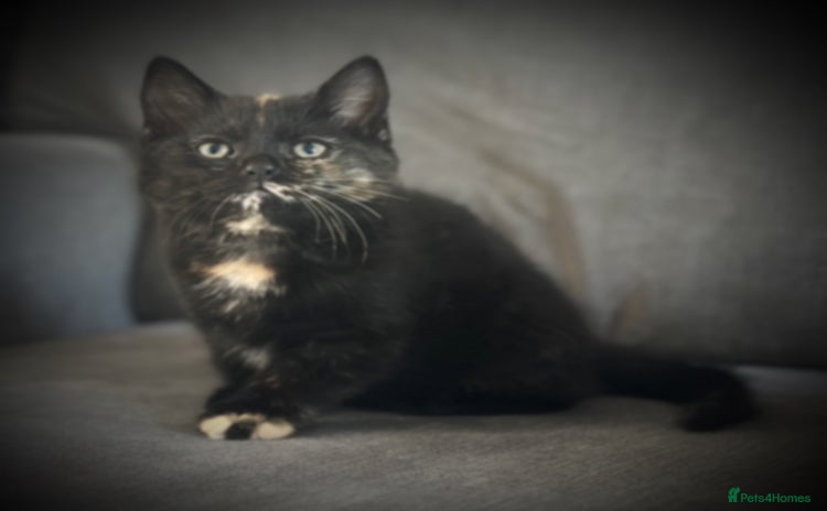 Mixed Breed cats - Advert 8
