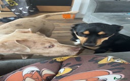 Australian Kelpie dogs for sale: Australian kelpi/ mix unknown ******  - Image 5