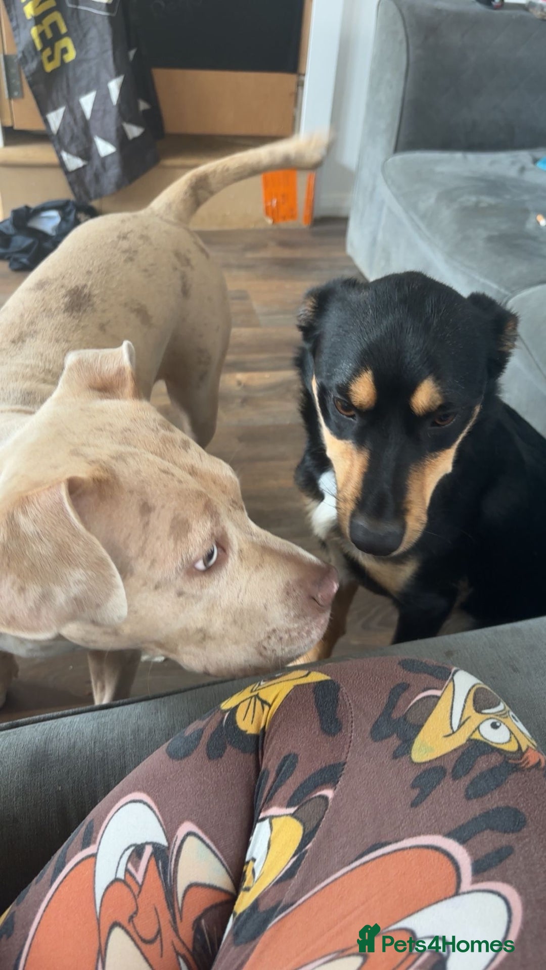 Australian Kelpie dogs for sale: Australian kelpi/ mix unknown ******  - Image 5