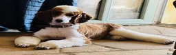 Poodle dogs for stud: Rare Red Tuxedo Moyen Poodle Stud - Advert 8